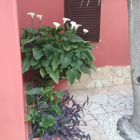 Stella *